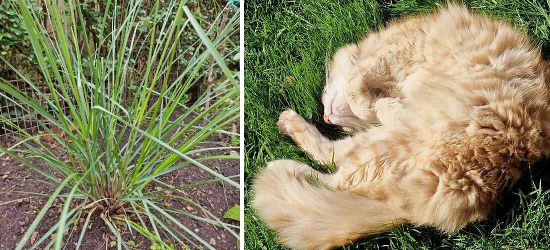 Images showing Ginge lying in a garden in some grass