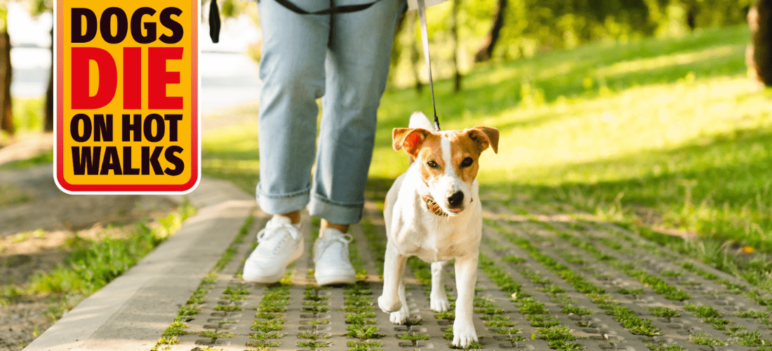 A photo of a dog being taken on a walk on a sunny day