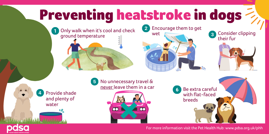 An illustration showing ways to prevent heatstroke in dogs