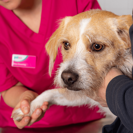 PDSA Veterinary Nurse with cat