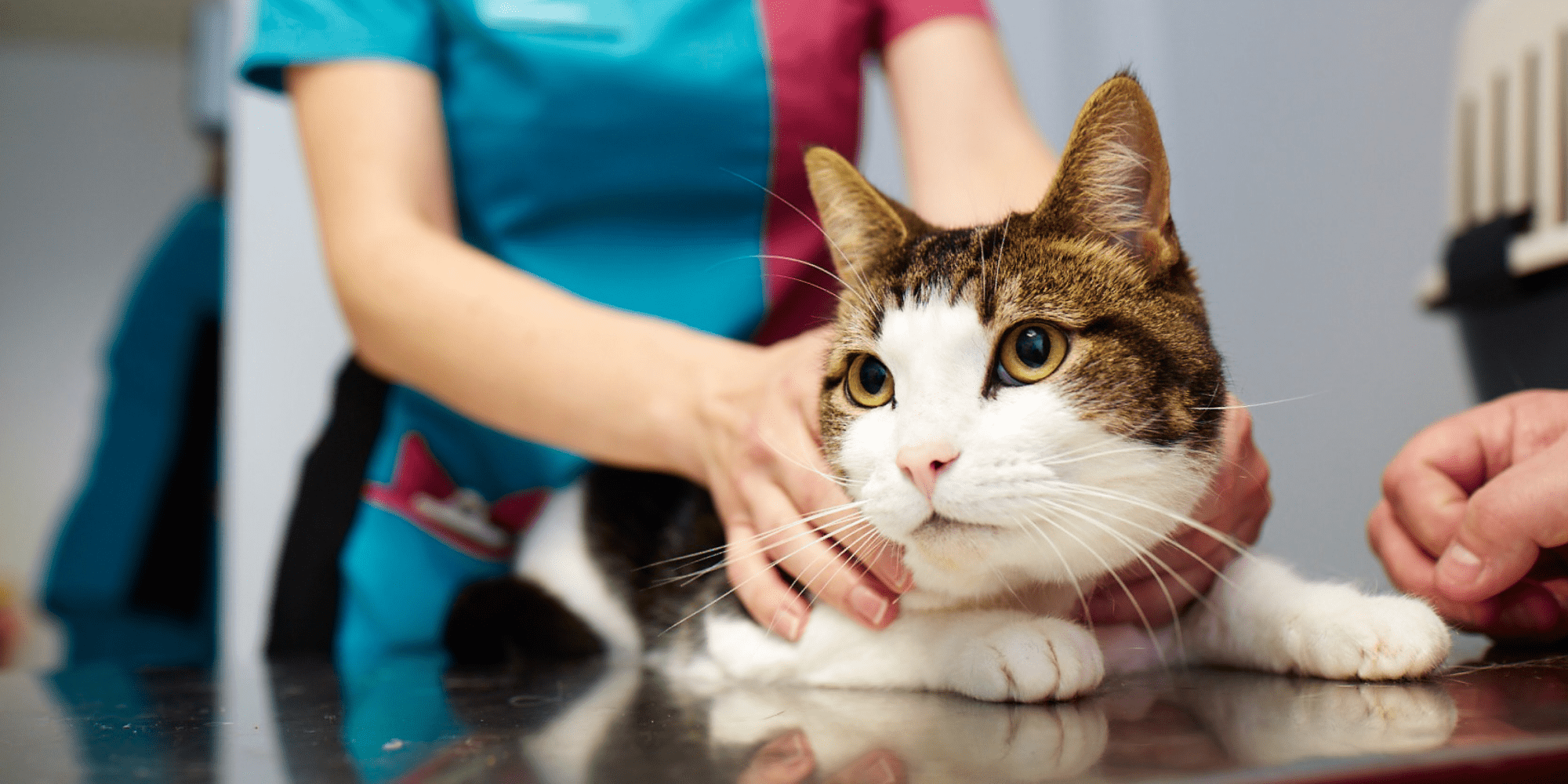 A photo of a cat being looked after by a PDSA vet