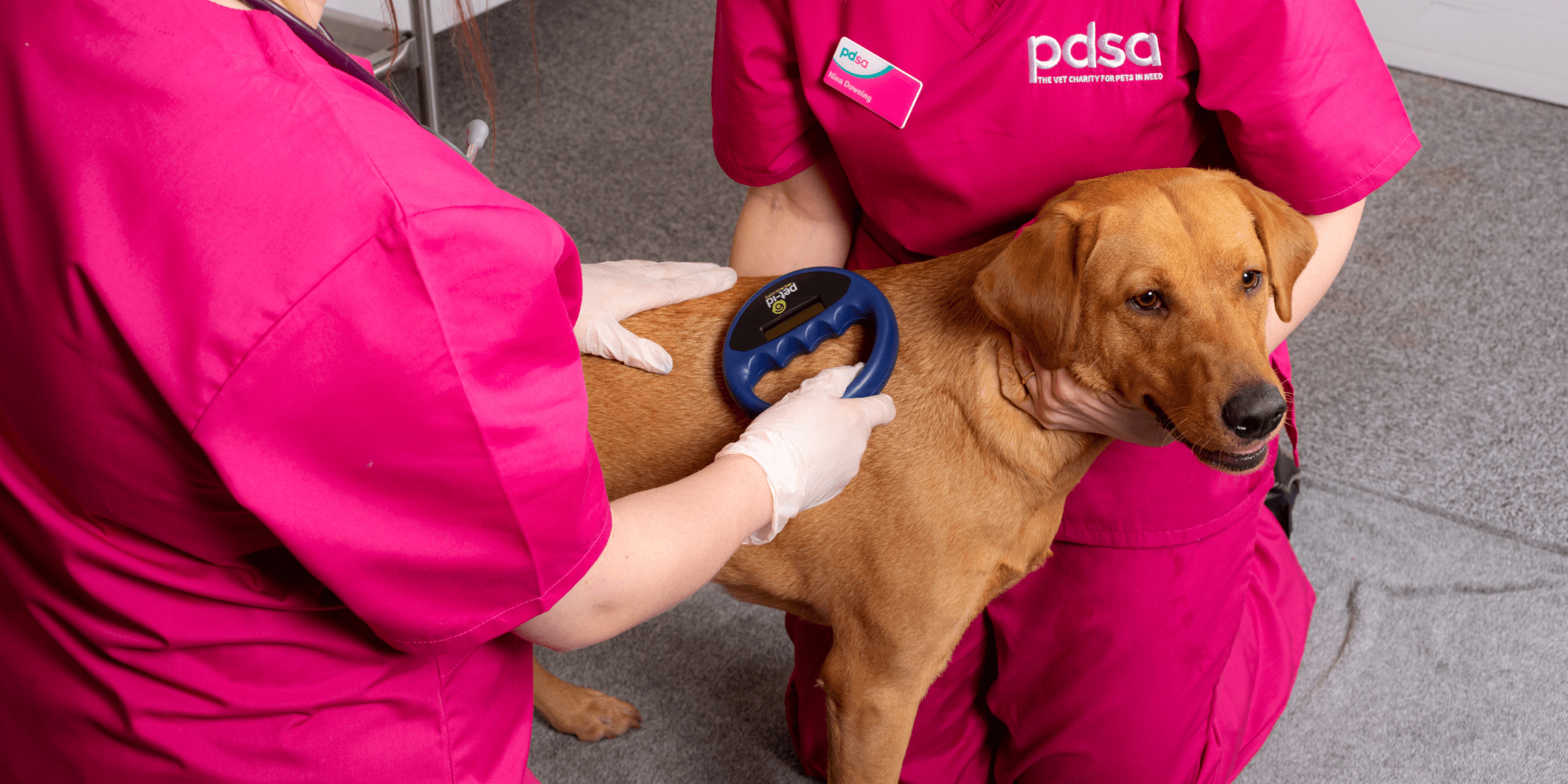 Photo of a dog having their microchip scanned by two PDSA vets