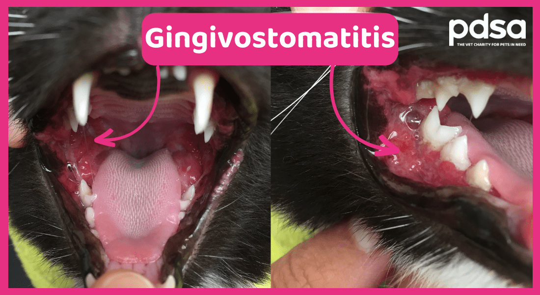 A close up photo labelling what Gingivostomatitis looks like in cats