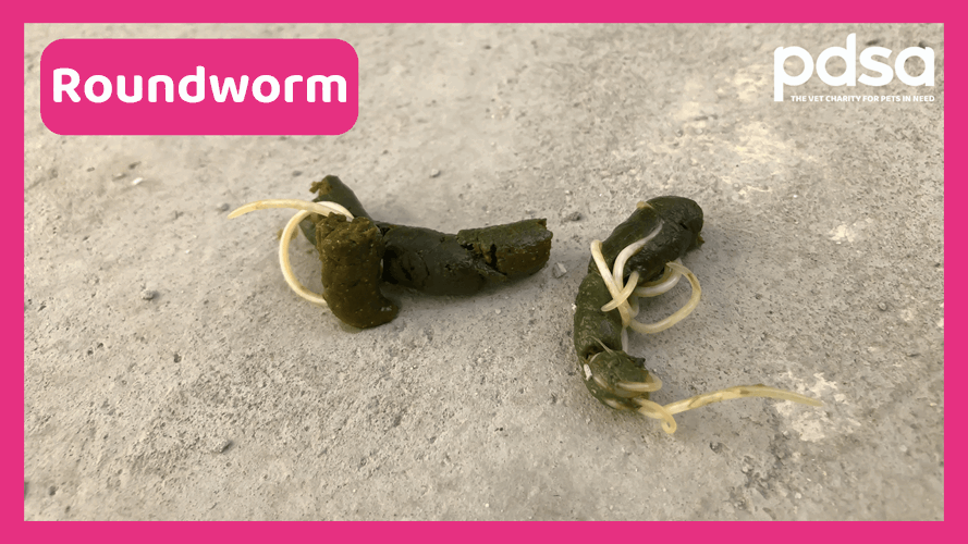 Worms in dogs - PDSA
