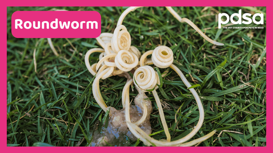 Worms in dogs - PDSA