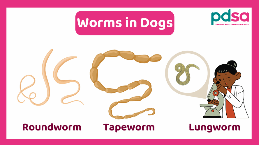 Worms in dogs - PDSA