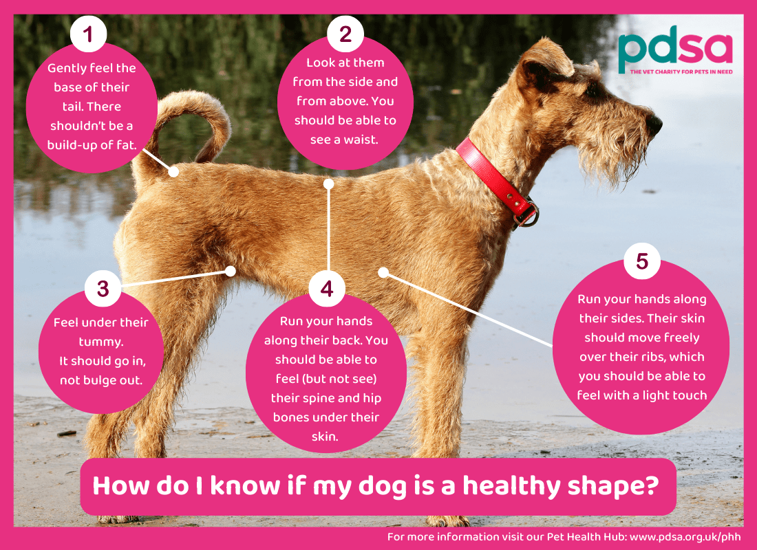 A photo of a dog labelled to show how you know if your dog is in a healthy shape