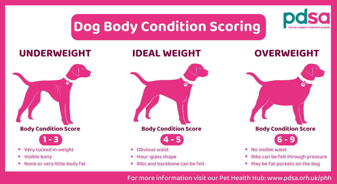 An illustration showing body condition scoring