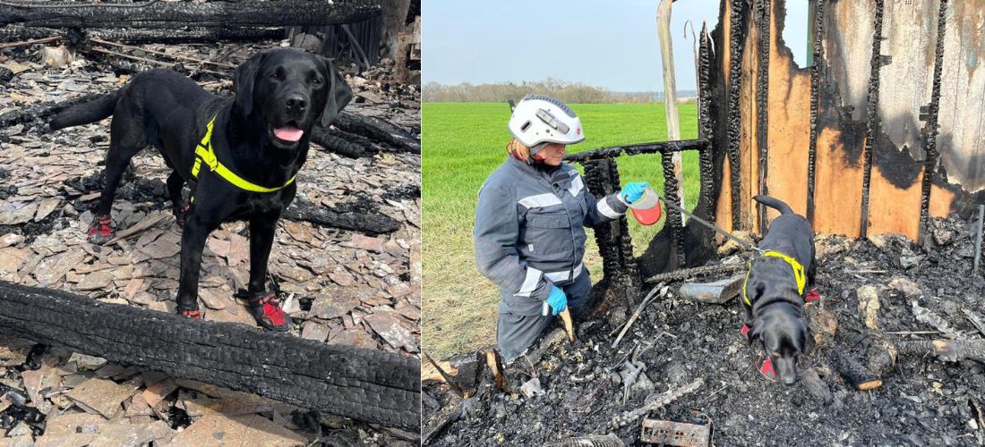 Photos of Reqs working as a fire investigation dog