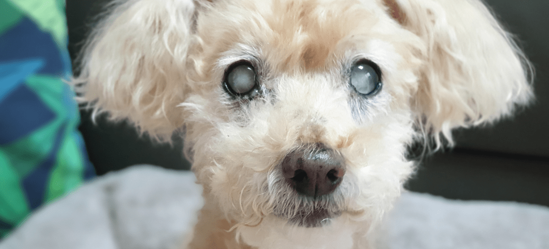 Photo of dog with cataracts in both eyes