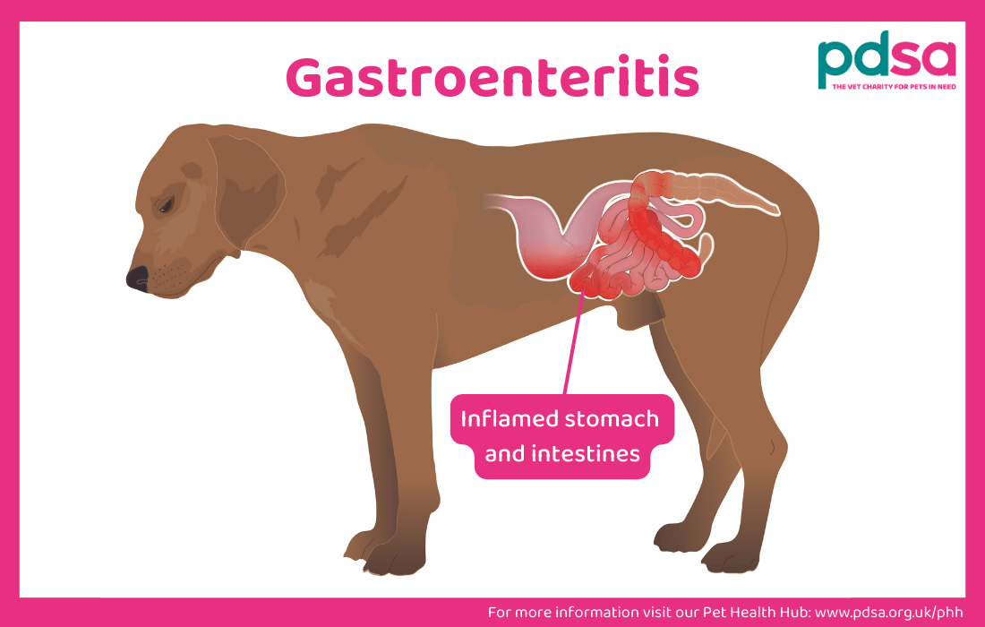 https://www.pdsa.org.uk/media/14426/gastroenteritis-in-dogs.png?utm_source=chatgpt.com