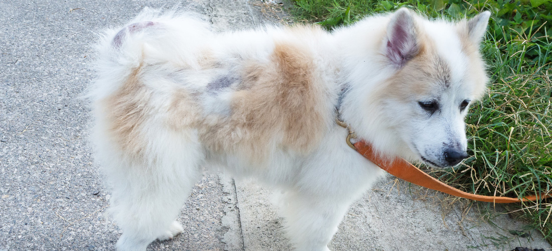 Dog with fur loss on sides and tail