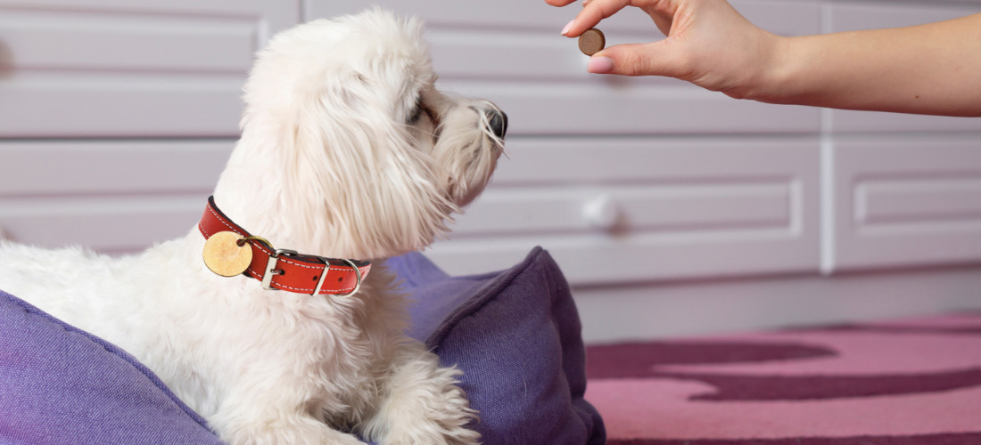 How to choose the best flea worm treatment for your dog PDSA