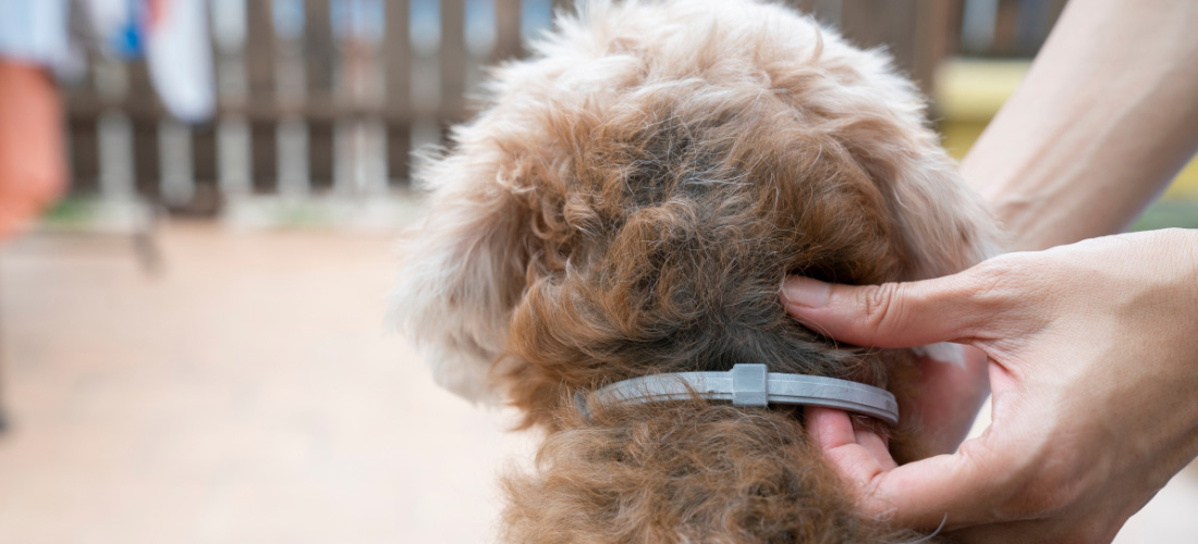 Pdsa clearance worming tablets