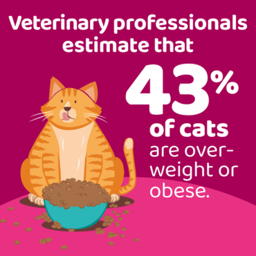 An infographic stating that veterinary professionals estimate that 43% of cats are overweight or obese