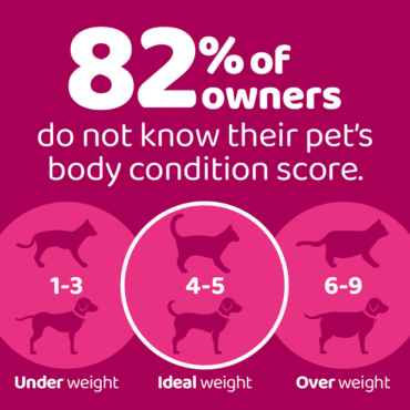 An infographic stating that 82% of owners do not know their pet's body condition score