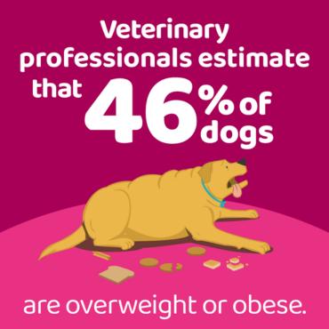 An infographic stating that veterinary professionals estimate that 46% of dogs are overweight or obese