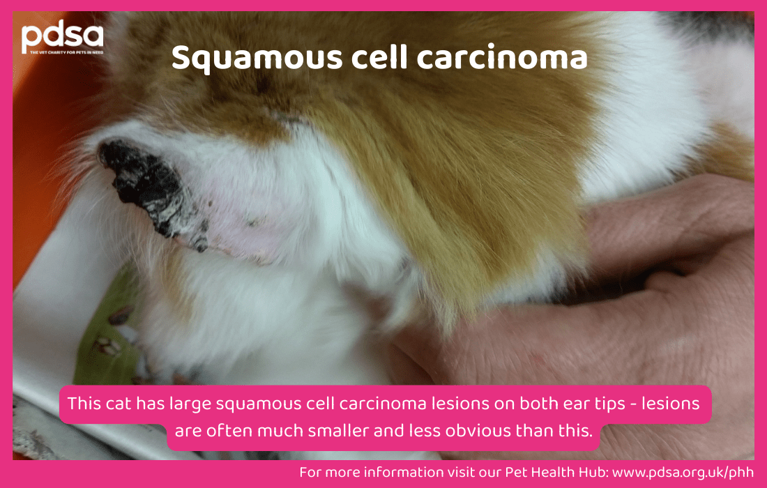 A photo of a cat with obvious squamous cell carcinoma lesions on their ear tips
