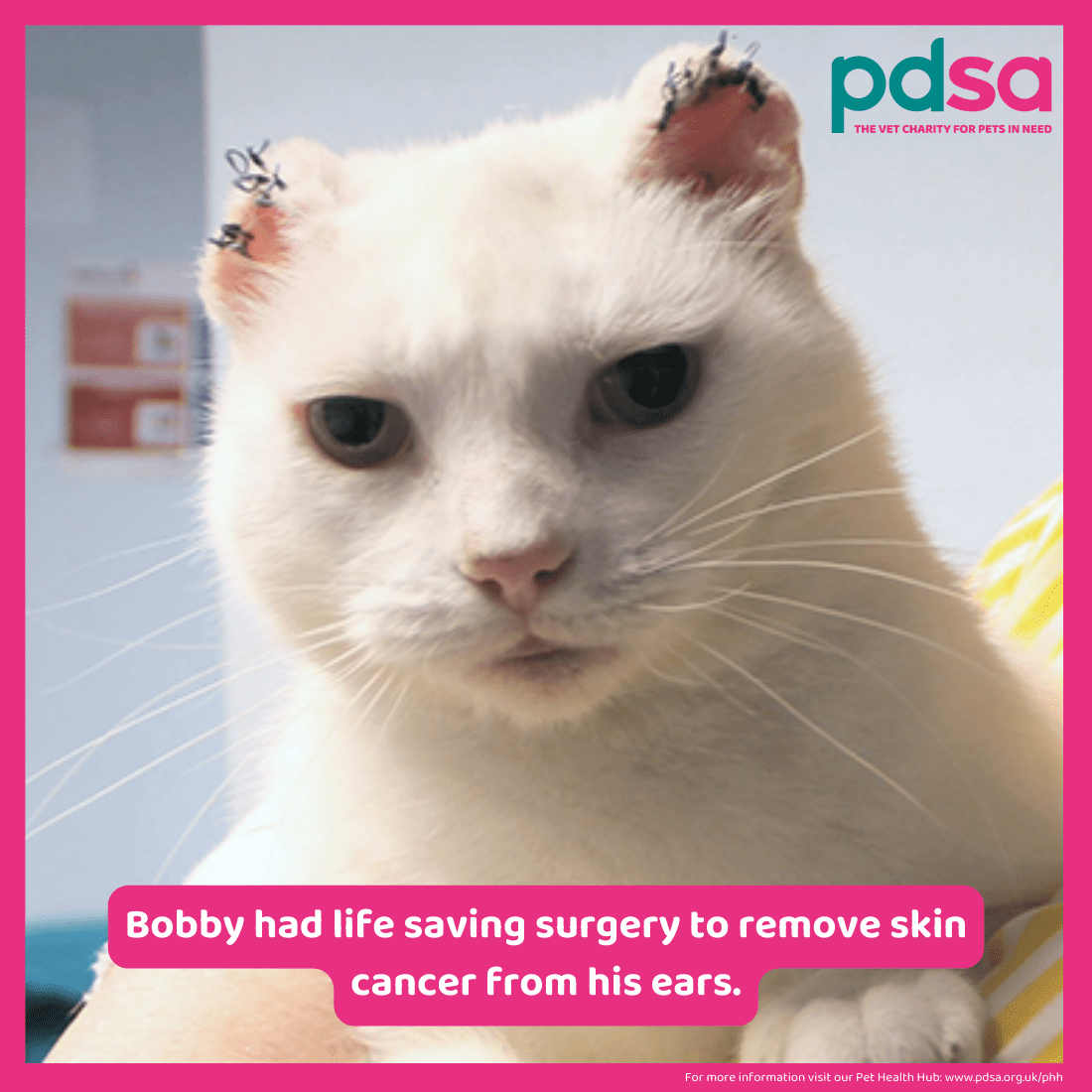 A photo of a white cat, Bobby, who had life saving surgery to remove skin cancer from his ears