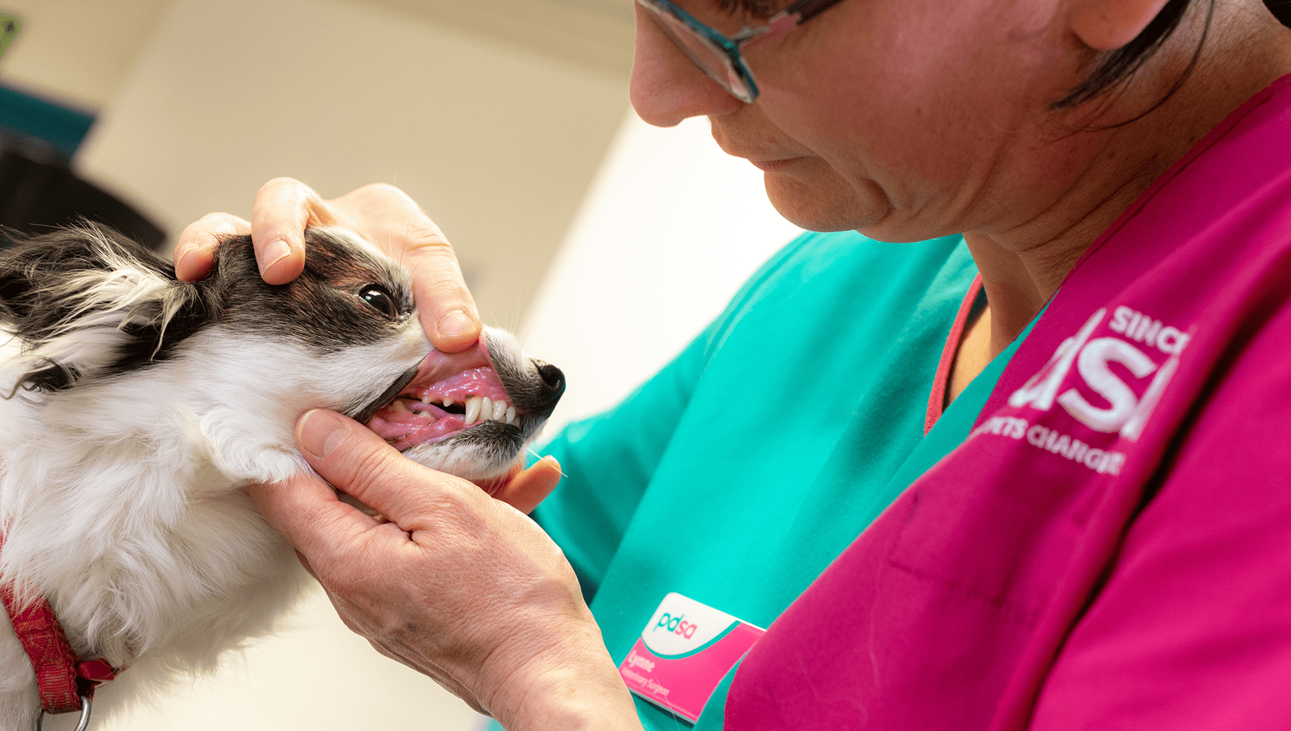 Pdsa vets near best sale me