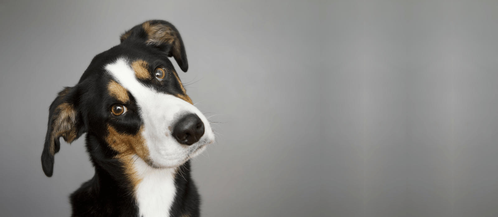 A brown, black and white dog in front of a grey background looking at the camera with their head tilted to the right.