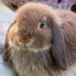 dwarf rabbits for sale at pets at home