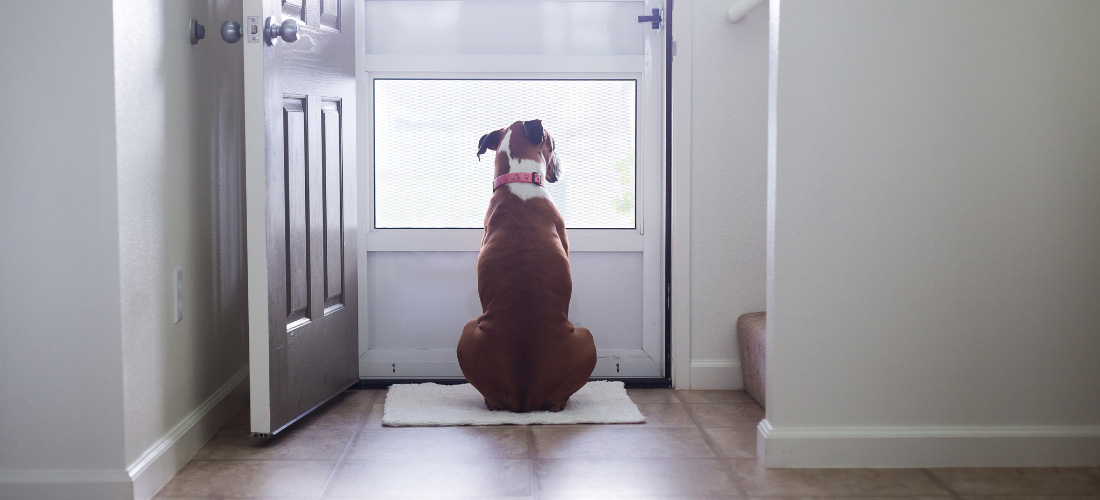 A brown dog sitting on a tiled floor looking out through a white porch door