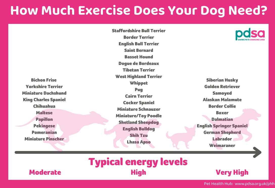 An illustration showing the energy level of different dog breeds