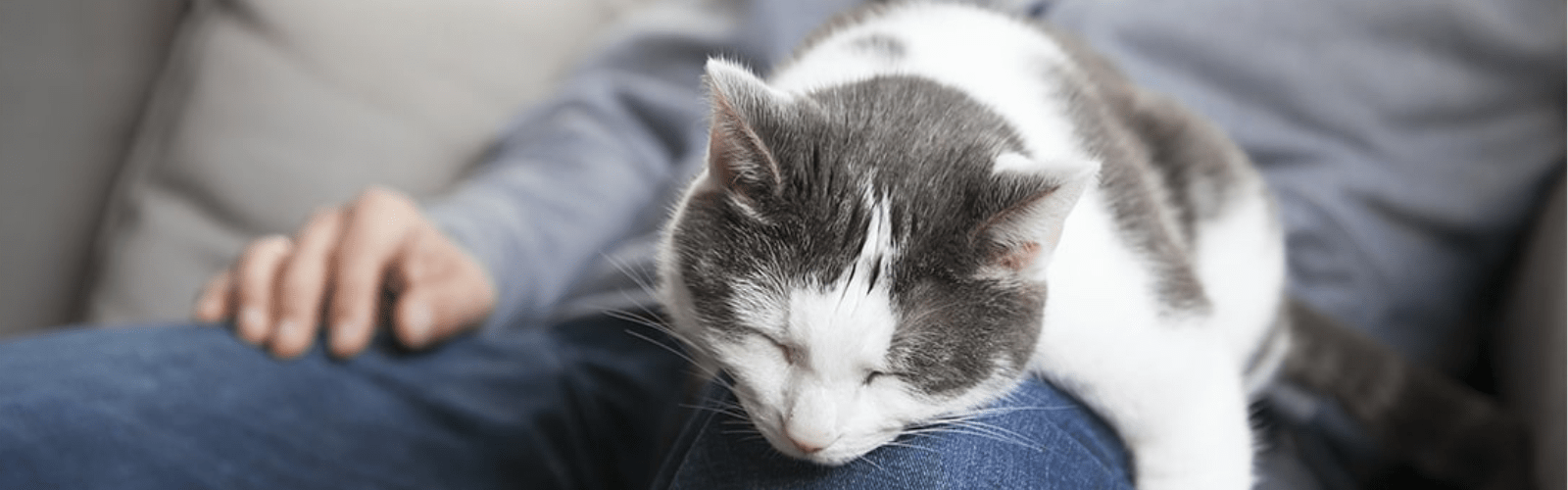 A grey and white cat sat on their owner’s lap.