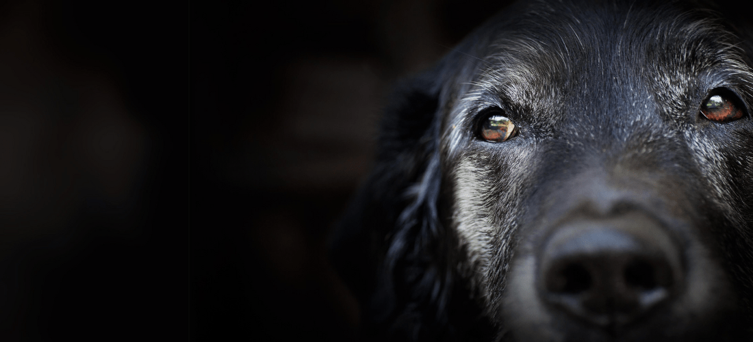 A black dog with grey hair around its eyes, looking off into the distance, with a black background