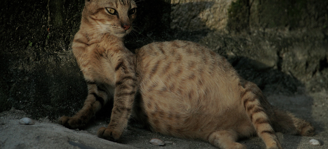 Brown and white cat lying in the shade on a pavement with a swollen tummy