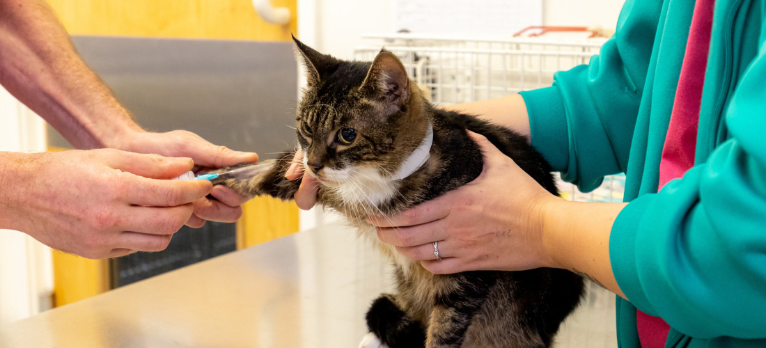 A tabby cat at a Pet Hospital having their blood taken by a Vet.