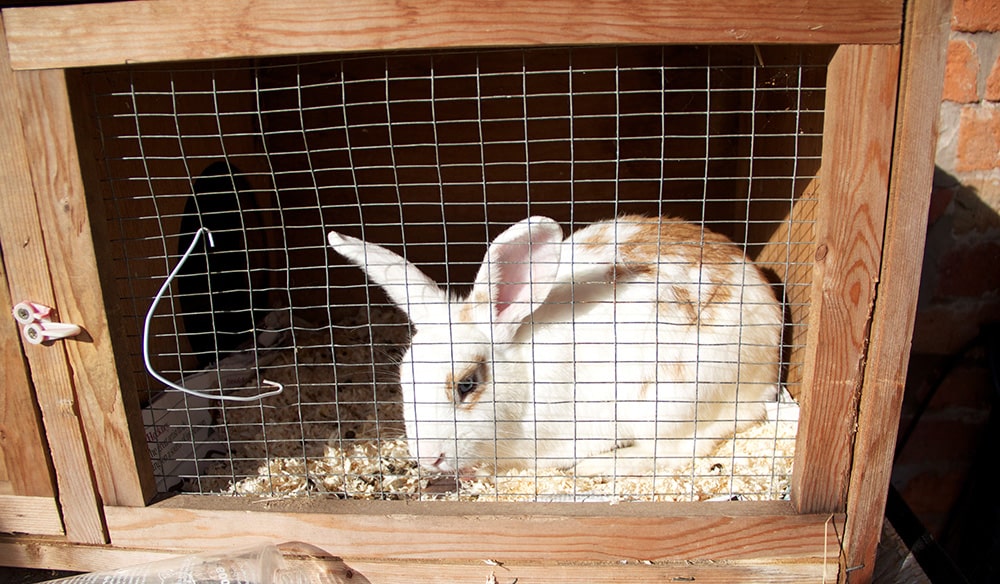 Rabbits PDSA