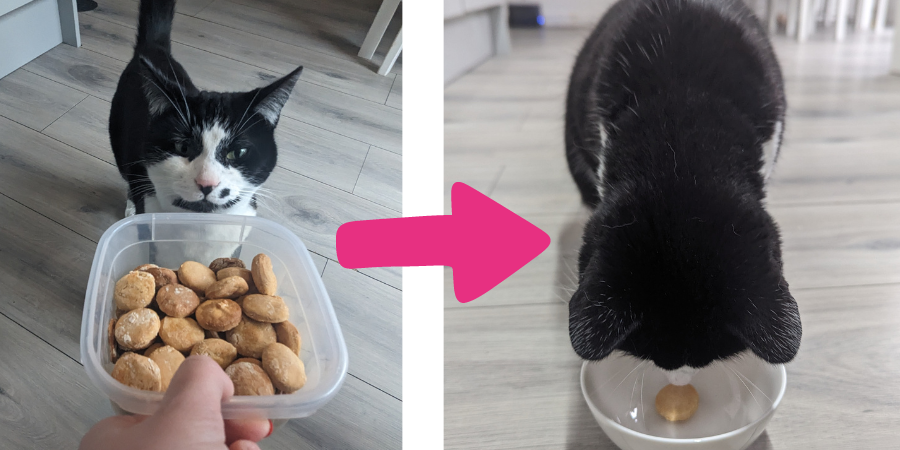 Homemade cat biscuits hot sale