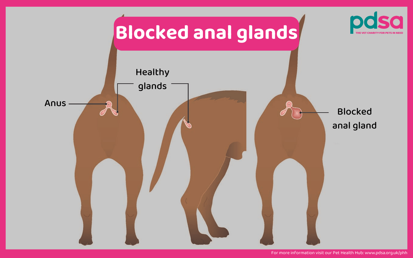 Diagram showing normal and blocked anal glands. The anal glands are located at the 4 and 8 o'clock positions around a dog's anus