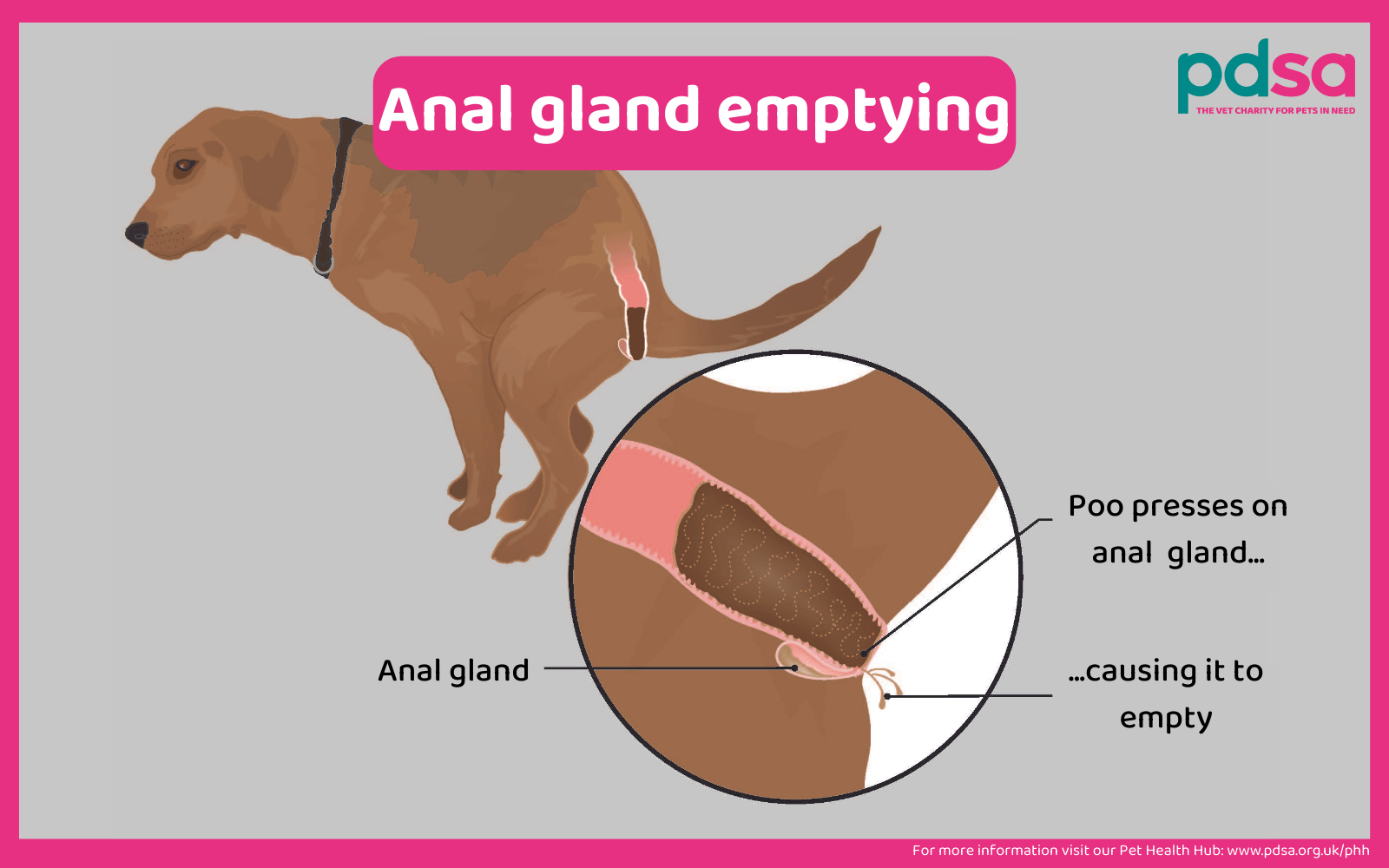 Diagram showing a dog pooing. His poo is pushing on his anal gland, compressing it and causing it to empty