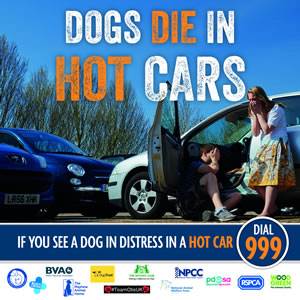 Dogs Die in Hot Cars message