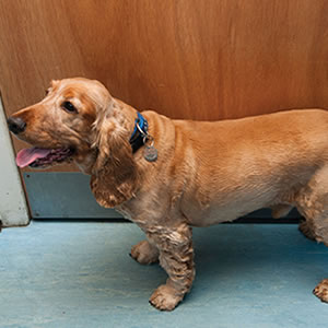 Billy the dog