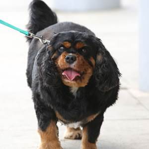 PDSA Pet Fit Club 2016 Overweight Dog