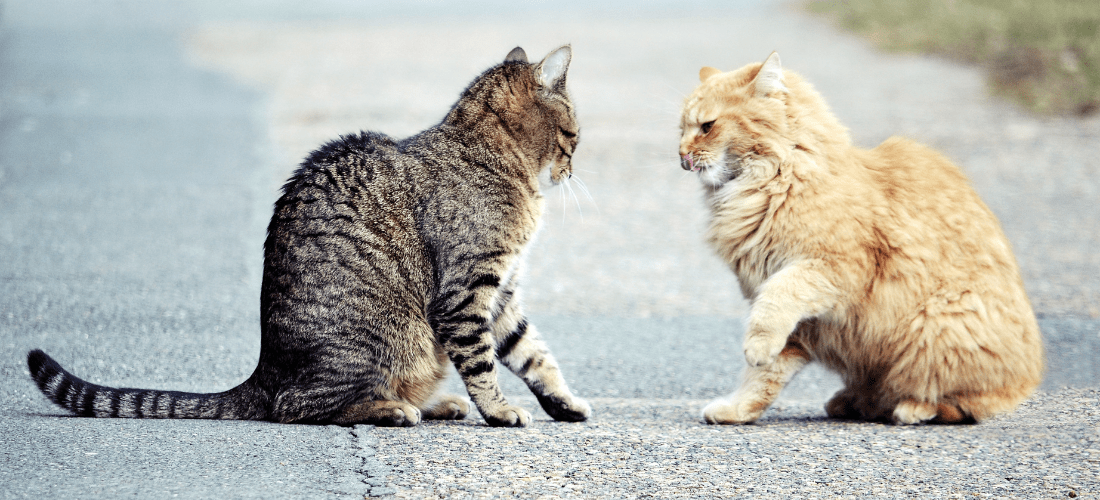 Two cats, a tabby and a fluffy ginger cat, sat across from each other and looking hostile.