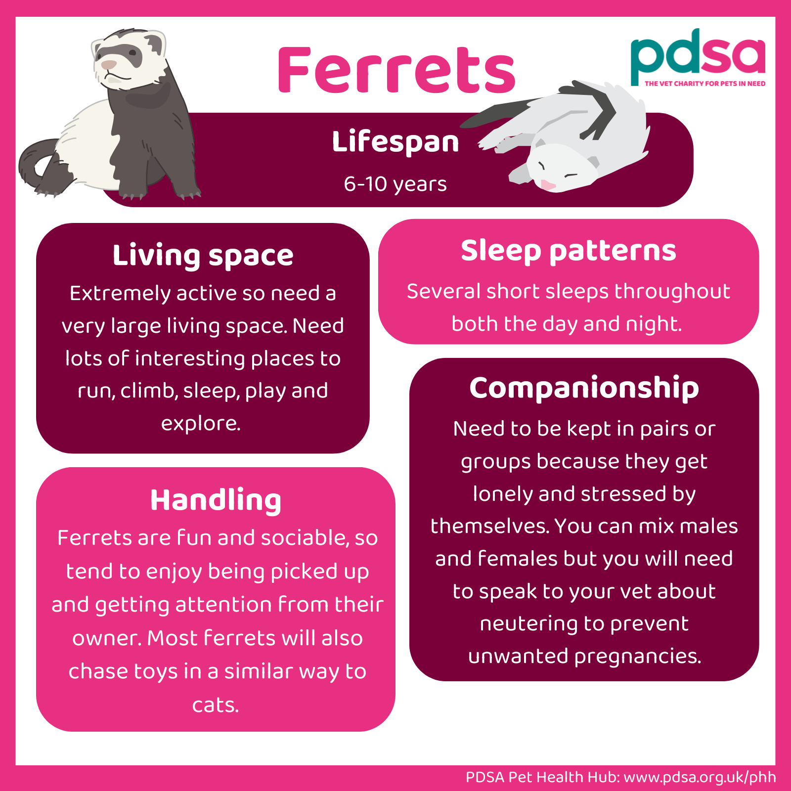 An infographic detailing the lifespan, living space, sleep patterns, handling and companionship of ferrets.