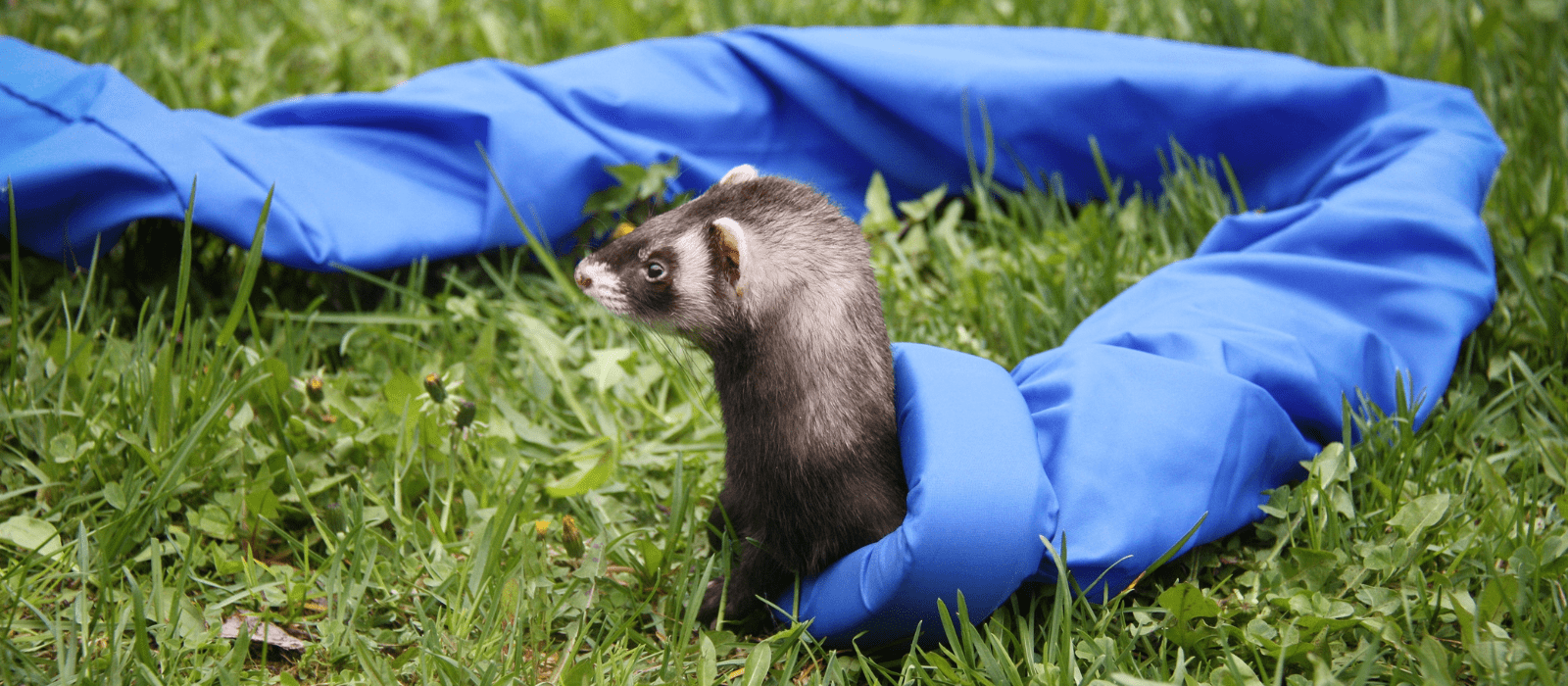 A brown and white ferret playing in a mini tunnel.