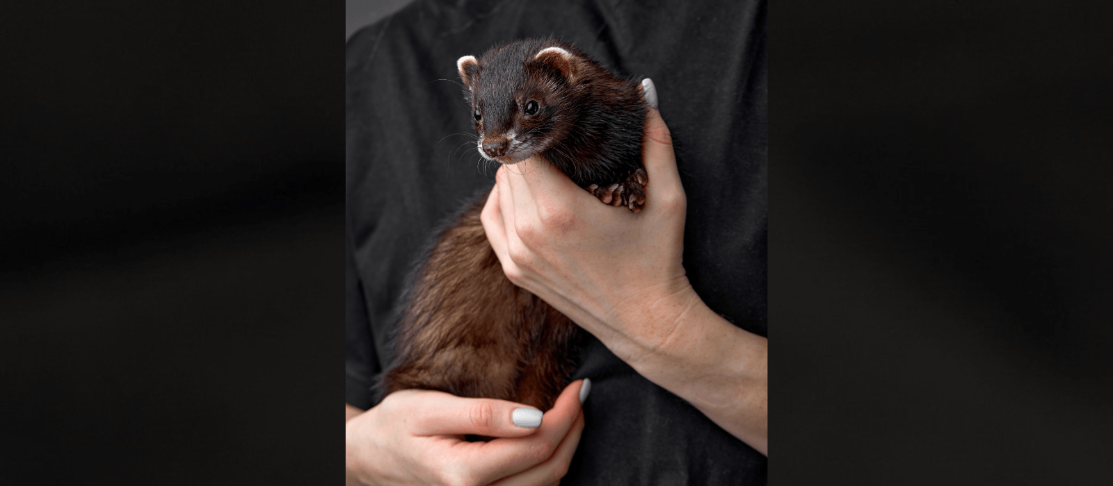 Someone gently holding a brown ferret securely.