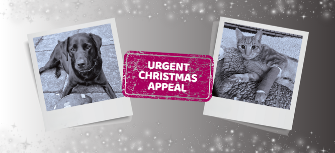 Cat swaddled in blanket held by PDSA vets