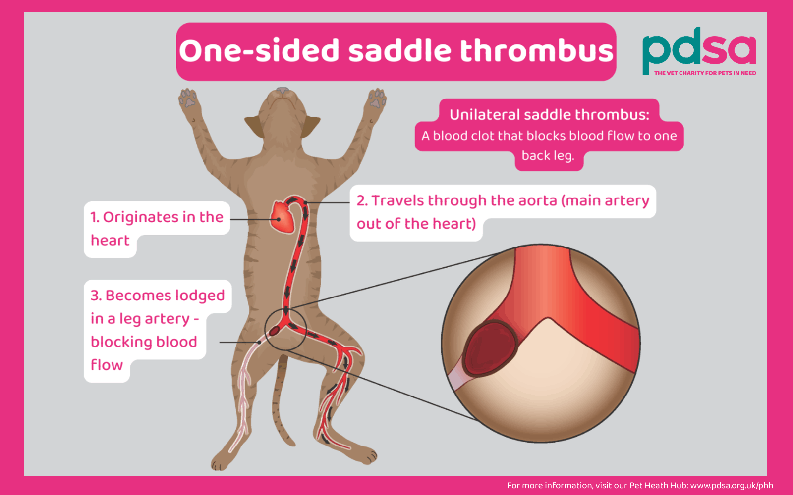 An infographic showing a cat and detailing a one-sided saddle thrombus.