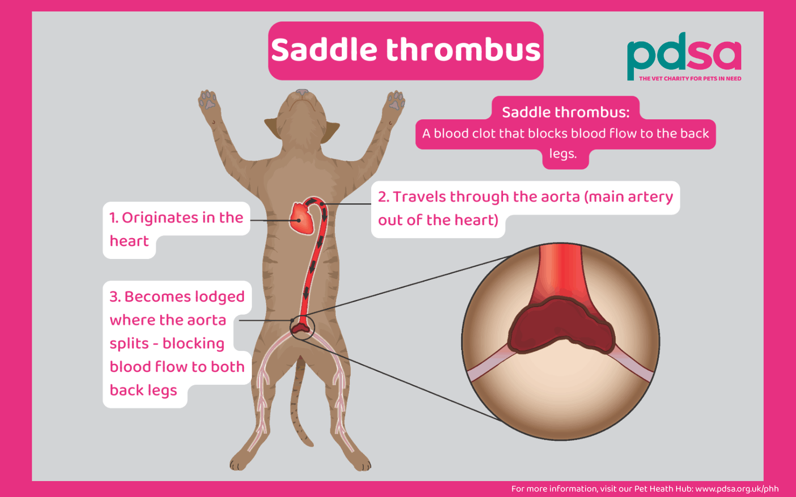 An infographic showing a cat and detailing a saddle thrombus.