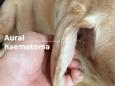 A close-up of someone holding a dog's ear and highlighting an aural haematoma.