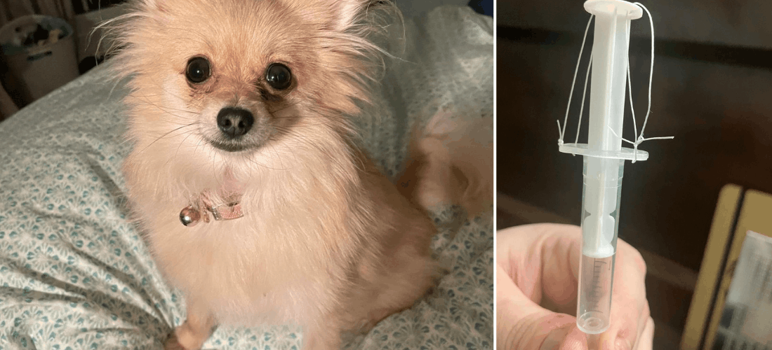 Photos of Milla and the adapted syringe PDSA Vets supplied Marilin with so she can correctly measure her dog's medication