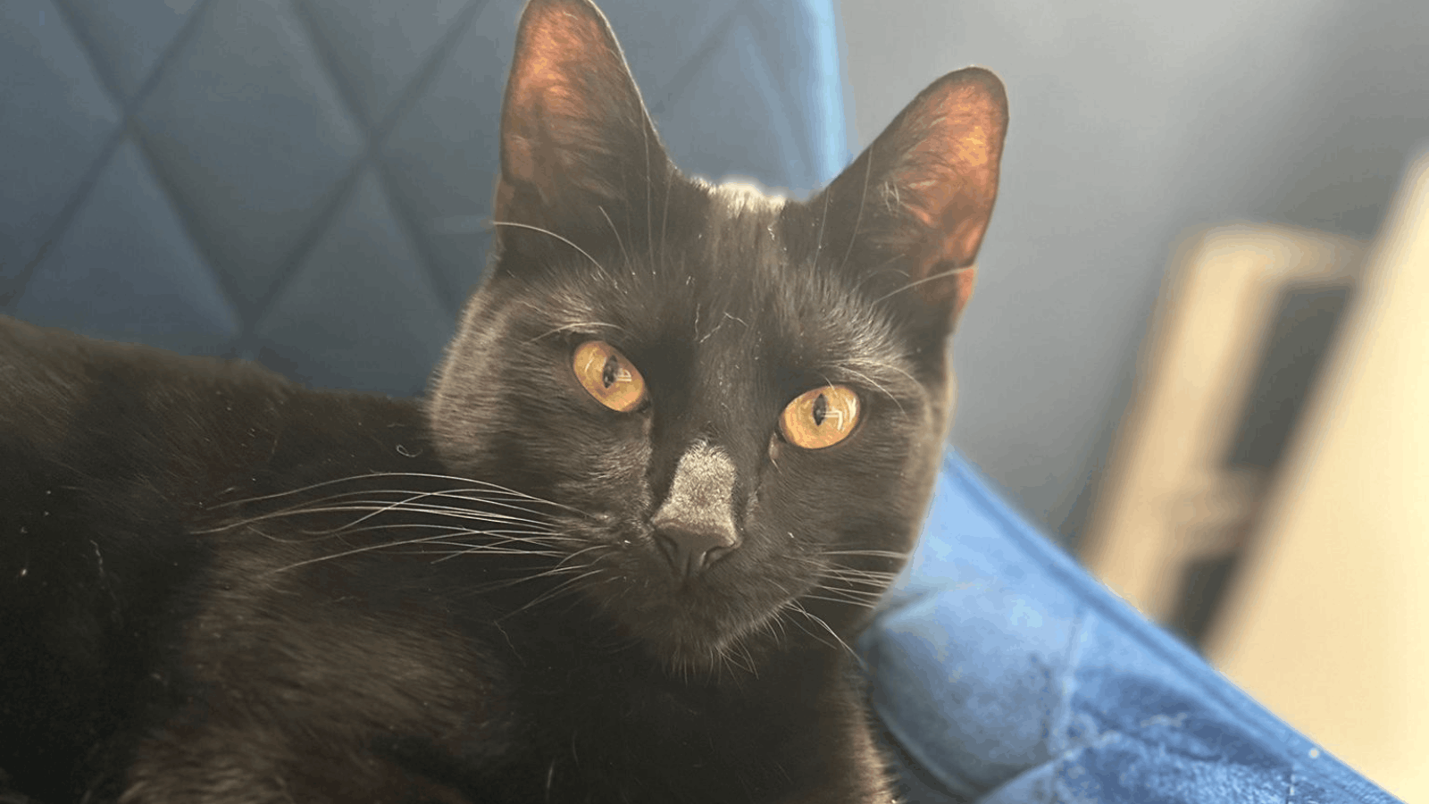 Six-month-old black kitten, Bear, sat on a blue sofa