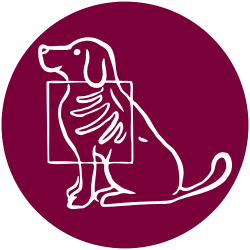 X-rays carried out